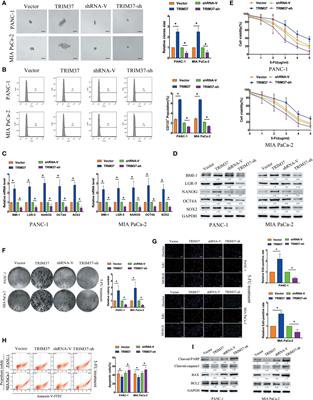 TRIM37 Mediates Chemoresistance and Maintenance of Stemness in Pancreatic Cancer Cells via Ubiquitination of PTEN and Activation of the AKT–GSK-3β–β-Catenin Signaling Pathway